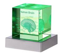 Vestamore Modelo de cerebro humano 3D de 2.4 pulgadas, cubo de cristal grabado con láser con base de luz LED, regalo de anatomía