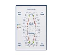 Veterinary Dog Teeth Chart Poster For Clinic Wall | Professional Canine Dental Reference Poster For Vet Decor(Framed,16x24inch(40x60cm))