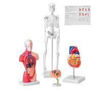 VEVOR Juego de Modelos Anatómicos Humanos 4 piezas, Cerebro, Corazón, Torso y Esqueleto, Tamaño Natural, Modelo de Enseñanza de PVC, Piezas Desmontables para Formación Médica, Escuela, Hospital