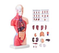 VEVOR Juego de Modelos Anatómicos Humanos 4 piezas, Cerebro, Corazón, Torso y Esqueleto, Tamaño Natural, Modelo de Enseñanza de PVC, Piezas Desmontables para Formación Médica, Escuela, Hospital