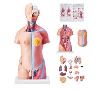 VEVOR Juego de Modelos Anatómicos Humanos 4 piezas, Cerebro, Corazón, Torso y Esqueleto, Tamaño Natural, Modelo de Enseñanza de PVC, Piezas Desmontables para Formación Médica, Escuela, Hospital