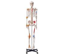 VEVOR Modelo Anatómico de Esqueleto Humano Anatómico de 182 cm de Alto con Marcado Muscular Modelo de Enseñanza Detallado de PVC con Soporte Estable de Acero Inoxidable Investigación en Medicina