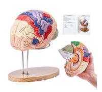 VEVOR Modelo de Cerebro Humano en 4 Partes Desmontables Modelo Anatómico de Cerebro 2X Ampliado en PVC con Soporte de Exhibición para Enseñanza Formación Presentación Neurociencia Escuelas Hospitales