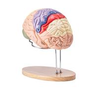 VEVOR Modelo de Cerebro Humano en 4 Partes Desmontables Modelo Anatómico de Cerebro 2X Ampliado en PVC con Soporte de Exhibición para Enseñanza Formación Presentación Neurociencia Escuelas Hospitales