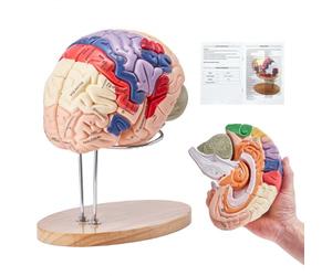 VEVOR Modelo de Cerebro Humano en 4 Partes Desmontables Modelo Anatómico de Cerebro 2X Ampliado en PVC con Soporte de Exhibición para Enseñanza Formación Presentación Neurociencia Escuelas Hospitales