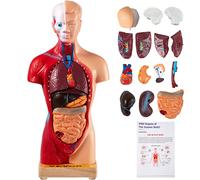 VEVOR Modelo de Cuerpo Humano de Anatomía 15 Piezas Desmontables Modelo de Humano de PVC 11 Pulgadas Modelo de Anatomía del Torso 8 x 14 x 28 cm con Base de Visualización para Enseñanza, Laboratorio