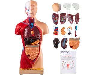 VEVOR Modelo de Cuerpo Humano de Anatomía 15 Piezas Desmontables Modelo de Humano de PVC 11 Pulgadas Modelo de Anatomía del Torso 8 x 14 x 28 cm con Base de Visualización para Enseñanza, Laboratorio