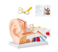 VEVOR Modelo de Oreja Ampliado 5 Veces Modelo Anatómico de Oreja Humano Modelo de Enseñanza de PVC Piezas Extraíbles para Demostración Investigación Capacitación Clase de Laboratorio Hospital Escolar
