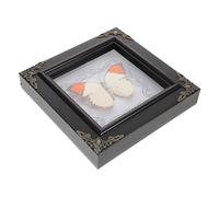 VICASKY Marco De Especimen De Real Estilo Europeo Marco De Foto Decorativo Para Colección De Expositor Para Decoración Del Hogar Para Escritorios Y Estanterías