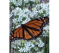 Viceroy on White Milkweed: large 8.5 x 11 lined premium page notebook with butterfly and flowers