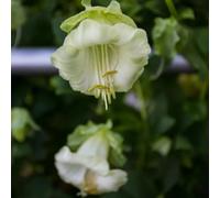 Vid de Campana decoración Sala Estar jardín Interior Oficina bonsái Interior jardín Reales Silvestres balcón 300semillas