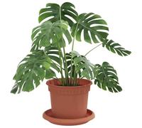 vidaXL Macetas 6 pcs Rojo Ladrillo Ø 12,5 x 10 cm Plástico, Macetas cilíndricas, Ligeras y duraderas para decoración de Interiores, Exteriores, Balcones y Jardines