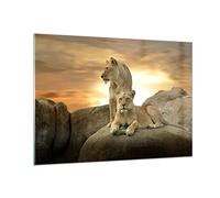 Vidrios decorativos 100x70cm Cuadro Sobre Vidrio Moderno Leones puesta de sol rocas garras Grande Cocina Cuadros Pared Impresiones Decoracion Salon Impresión en Cristal Wall Art Prints GAA100x70-2958