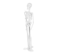 VILLFUL Detallado para Educación Científica Herramienta Didáctica para Clases de Anatomía y Formación Médica Miniatura Desmontable para Estudiantes