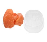 VILLFUL Herramienta De Enseñanza De Anatomía Herramienta De Estudio De Psicología Anatomía Del Cerebro Humano Modelo De Estudio Médico Modelo Anatómico Del Cerebro