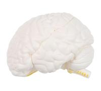 VILLFUL Modelo De Aula De Anatomía Herramienta Para El Cerebro Herramienta Para Enseñar La Función Cerebral Humana Modelo De Aula De Ciencias
