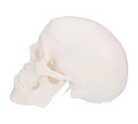 VILLFUL Modelo de Calavera Humana Mini Desmontable de Plástico para Boceto Artístico y Enseñanza, Cráneo de Escritorio Portátil para Decoración y Aprendizaje Científico