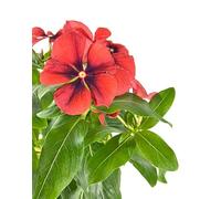 Vinca - La Adelfilla Estival Una Planta Natural de Belleza Perenne