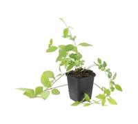 Vinca Major Tapizante con Hojas Verdes, Sombra, Blanco, Pack de 6, 10-25 cm