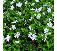 Vinca Minor Alba - Arbusto Perenne Tapizante para Jardín Exterior | Vinca ideal para macetas y jardineras, lista para plantar