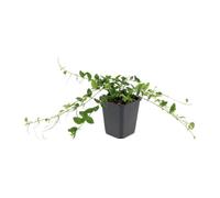 Vinca Minor Alba Cubresuelos, Jardín, Blanco, Pack de 6, 10-25cm, Ø9cm