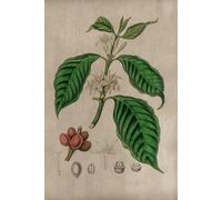 Vintage Coffee Plant 2026 Planner Weekly and Monthly: Minimalist Calendar Organizers, goal, to do list