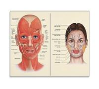 Vintage Facial Anatomy Chart Detailed Muscle Veins Skin Poster Medical Wall Art for Clinic Med Spa Office Decor(Unframed,16x24inch(40x60cm))