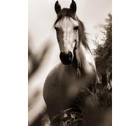 Vintage Horse Botanical Illustration. Cute Horse Themed Aesthetic Composition Book For Students, Girls, Women. Great Gift For Horse Lovers: Horse I 100 Pgs I Notebook I Notebook with line