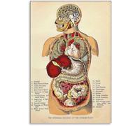Vintage Human Anatomy Organs Chart Canvas Wall-Art Science Decor for Study Room and Bedroom(Unframed,12x18inch(30x45cm))