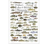 Vintage Minnesota Fish Species Wall Art - 61 Fishes of Local Lakes & Streams Identification Poster | Unique Home Decor, Gift for Anglers, Lake Cabin, Office(Framed,16x24inch(40x60cm))