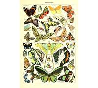 Vintage Póster Impresión Vintage Póster Impresión Art mariposas de el mundo razas collection Old científica gráfico mariposas casa decoración de la pared
