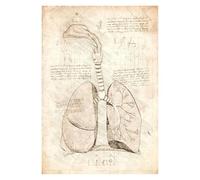 Vintage Sketch anatomía fisiología el cuerpo estructura cartel esqueleto estética pared arte habitación decoración lienzo pintura Decoración(22,40x50cm No Frame)