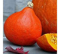 Virtue 10 Seeds: Red Kuri Squash Seeds- Open-Pollinated, Japanese kabocha Pumpkin, Organic Non-GMO (10 Seeds)