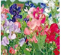 Virtue 200 Seeds: Annual Sweet Pea â€˜Early Multiflora Mixed â€™ Lavender/Pink/Purple/Red/Salmon/White(200 Seeds)