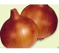 Virtue Australian brown onions Seed (1000) Organic, Long Day-Plant Spring or fall !