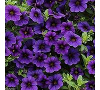 Virtue Calibrachoa Kabloom Deep BLUE - 10 Flowers Seeds - The first Calibrachoa from seed