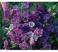 Virtue Campanula medium - calycanthema 'Cup and Saucer Mix' Wonderful mix of colors