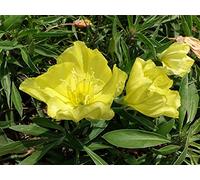 Virtue Perennial Oenothera Biennis (Common Evening-Primrose/Evening Star) Yellow Blooms 50 Seeds