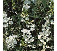 Virtue Perennial Sweet Pea - Pearl White - Lathyrus latifolius ~30 Seeds~