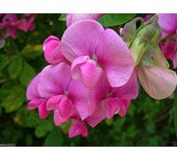Virtue Perennial Sweet Peas 100 Seeds - (Pearl Pink) Known As Everlasting Pea Vine !