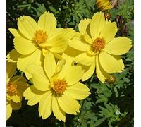 Virtue Sulphur Cosmos, Dwarf Lemon(1000 Seeds), Attract Bees, Hummingbirds, Butterflies