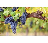 Visita a 2 bodegas con cata de 3 vinos y picoteo para 2 personas