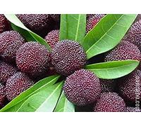 Vista Myrica Rubra Seeds Graines de baies rouges vivaces Saveur d'arbousier Graines d'arbres fruitiers sucrés 10 graines