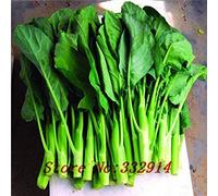 VISTARIC 6: 100 piezas semilla de berenjena Semillas de hortalizas negro púrpura verde amarillo colores semilla de berenjena mezcla de blancos para el jardín de