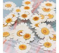 VIXDA 100 Uds. De Flores prensadas secas Naturales Reales, Flor prensada de Margarita Blanca para joyería de Resina, Pegatinas para uñas, Manualidades de Maquillaje