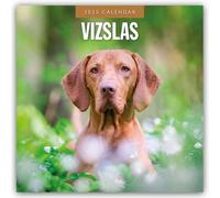 Vizslas - Magyar Vizsla - Kurzhaariger Ungarischer Vorstehhund 2025 - 16-Monatskalender: Original Red Robin Publishing Ltd-Kalender [Mehrsprachig] [Kalender]