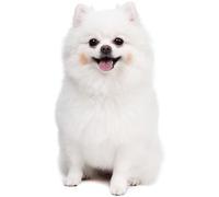 Vkeots Barrera de cinturón retráctil magnética, Cinta retráctil de 2/3/5/10 M, para Bloquear tráfico y Zonas peatonales, con Rebote automático(A,10M/32FT)