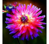 VNGMXF Exterior resistente al invierno, multicolor de alto rendimiento. Fácil de cuidar, multicolor de alto rendimiento. Fácil de cultivar, -2 dalias -C