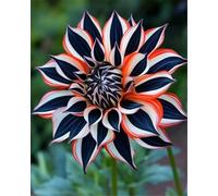 VNGMXF Exterior resistente al invierno, multicolor de alto rendimiento. Fácil de cuidar, multicolor de alto rendimiento. Fácil de cultivar, -8 dalias -D