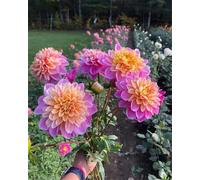 VNGMXF Exterior resistente al invierno, multicolor de alto rendimiento. Fácil de cuidar, multicolor de alto rendimiento. Fácil de cultivar, -2 dalias -J